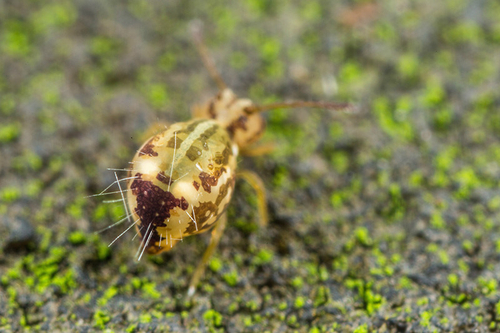 Calvatomina