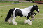 SIAL6446