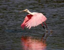 Birds 004