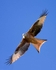 Red Kite in Flight