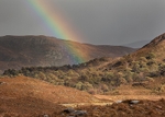 Scots pines and rainbow
