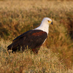 African Fish Eagle