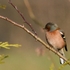 Chaffinch-5-1521