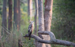 Crested Hawk Eagle