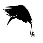 Birds - Monochrome - 02
