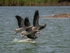 Greylag Geese