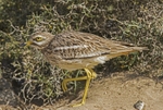 Stone Curlew