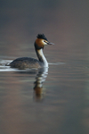 GREAT CRESTED GREBES ref Grebe 4
