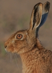 Brown Hare