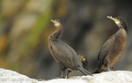 Cormorants in Runde island