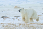 Polar Bear running on frozen shoreline, Churchill, Canada