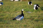 Barnacle Goose