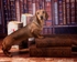 dogs-105