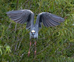 Yellow Crowned Night Heron _0006