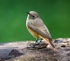 Female Common Redstart