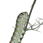 ITA_PHD_20110914-004