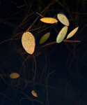 WATER WEEDS - BRUCE COUNTY