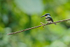 Green Kingfisher (female), Costa Rica