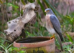 Shikra