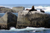 South Africa Cape Town Hout Bay granite rocks and seals