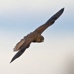 Kestrel (female) banking over the reed beds at Otmoor