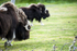 2014-3870 Musk Ox