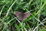 Ringlet