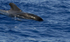Short finned pilot whale, Madeira, Portugal (ref M27)