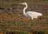 Yellowbilled Egret
