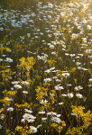 MORNING MEADOW #2 - BRUCE PENINSULA