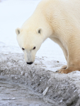 Polar Bear dripping water from nose after drinking, Churchill
