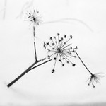 Plant Abstract in Black and White