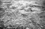 ICE PLATES #1 - PORTRYERSE