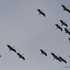 Common Crane (Grus grus) migration