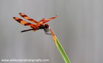 FLI001: Halloween Pennant