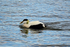 Eider