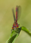 Large Red Damselfly - Pyrrhosoma nymphula RPNP0010