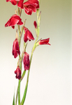 Gladiolus Red & White