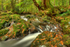 Tollymore Forest Park