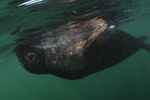 Grey Seal - Halichoerus grypus