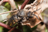 Melecta albifrons
