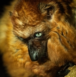 Blue Eyed Black Lemur -RLP_6658