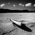 Razor Clam 02