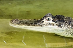 Alligator
