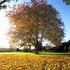 Autumn cherry