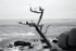 CS182 TREE, PEBBLE BEACH,CALIFORNIA