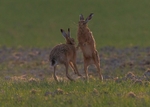Brown Hares