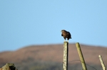 Common Buzzard