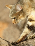 African Wild Cat 1