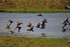 Great Skuas